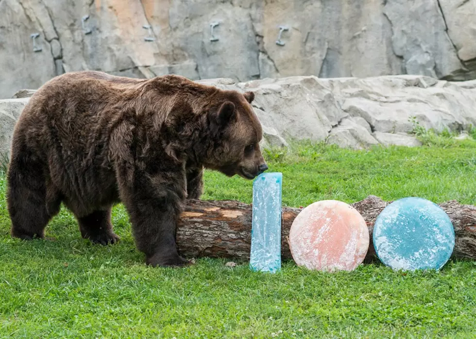 Brookfield Zoo Celebrates Kickoff of Chicago Bears&#8217; 100th Season