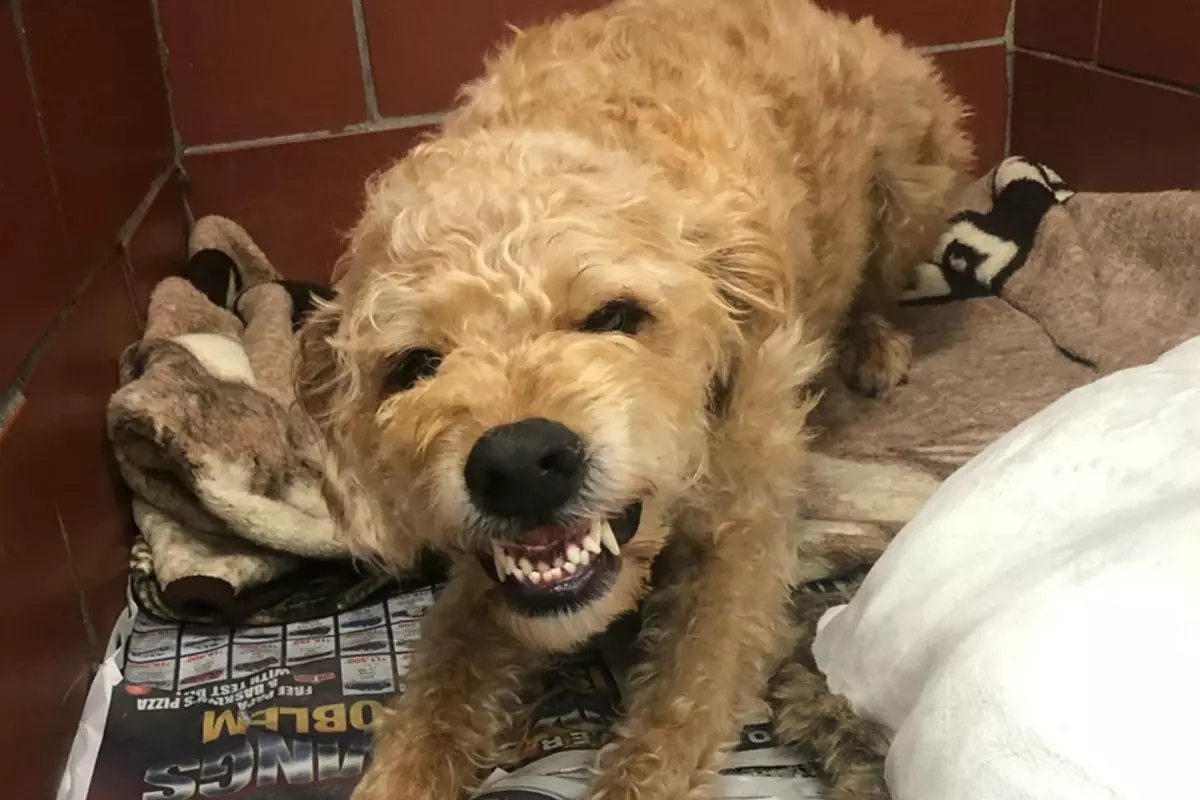 Labradoodle Available For Adoption At Noahâ€™s Ark
