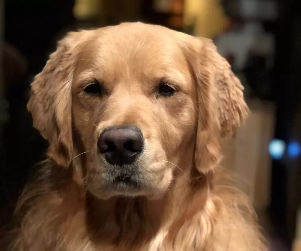 Why Are People Mad About a Dog In a Rockford Business&#8217; TV Ad?