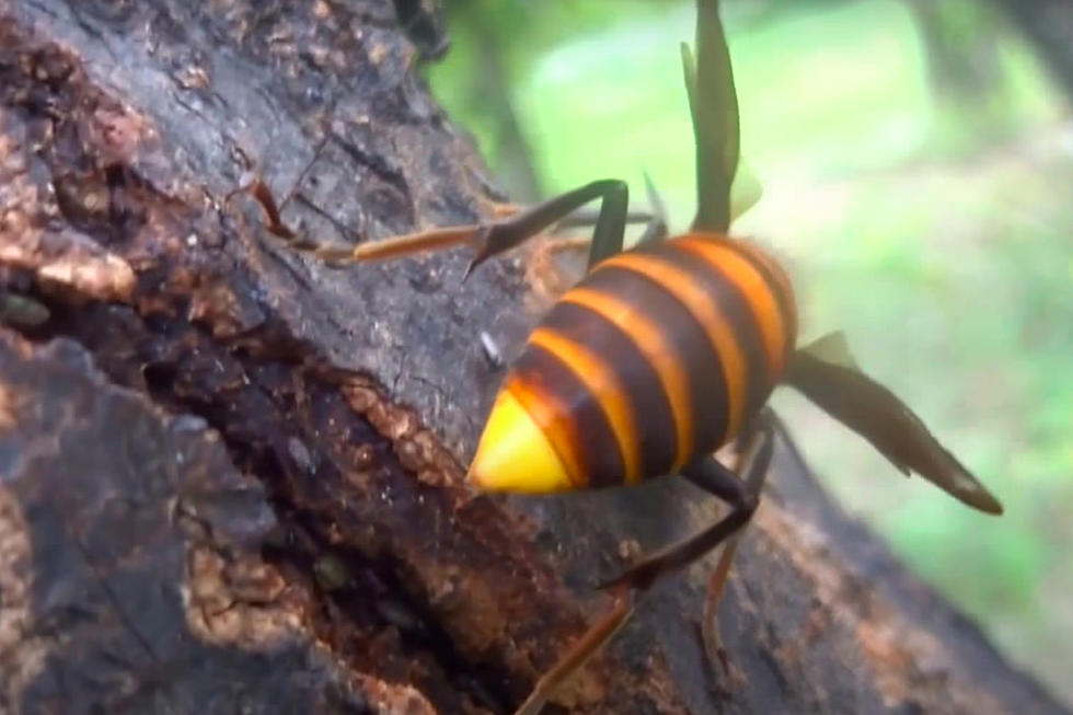 &#8216;Murder Hornets&#8217; Are Real and Look Like A Living Nightmare