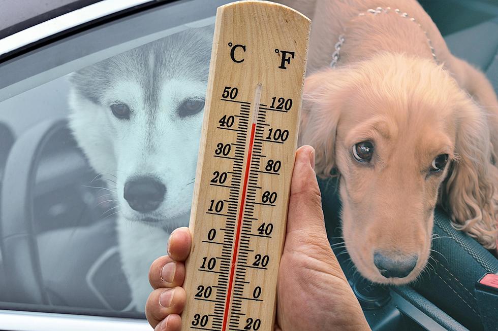 Illinoisans, Can You Legally Break Into A Hot Car To Rescue A Dog