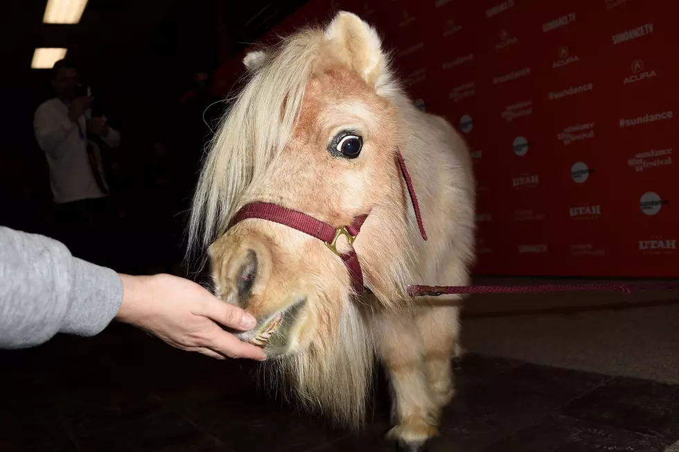 A Mini Horse is Bringing Smiles to Rockford Residents