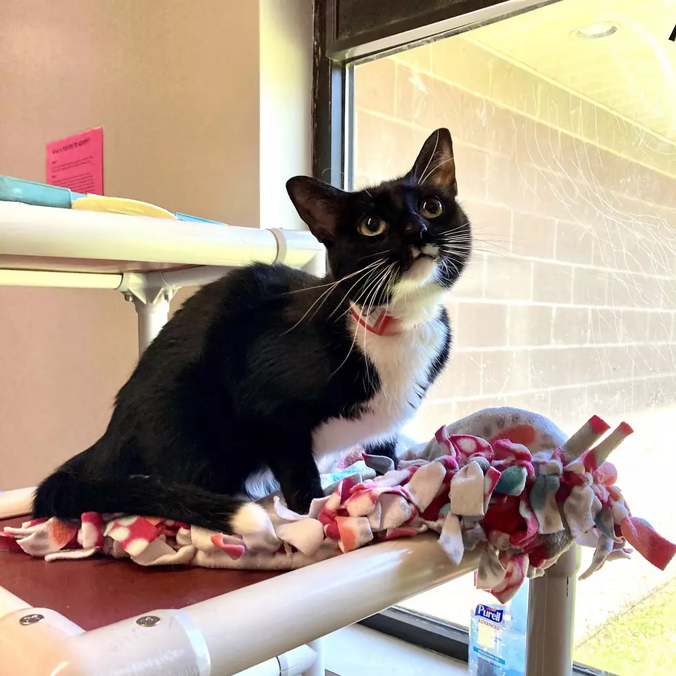 Sweet Cat Has Three Wishes For New Forever Home
