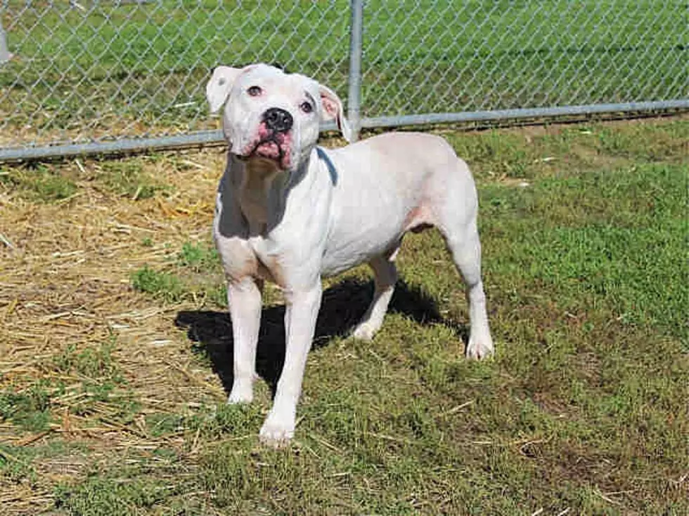 Adopt Clark 'The Smiling Pup' At Winnebago County Animal Services