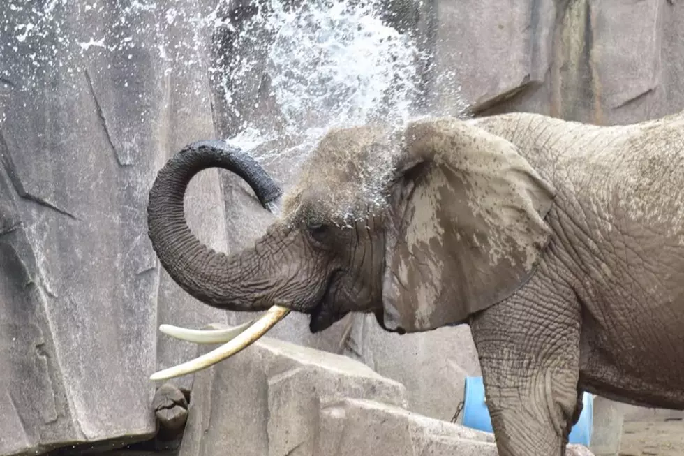 Milwaukee County Zoo Free Day Has a Few Changes During Pandemic