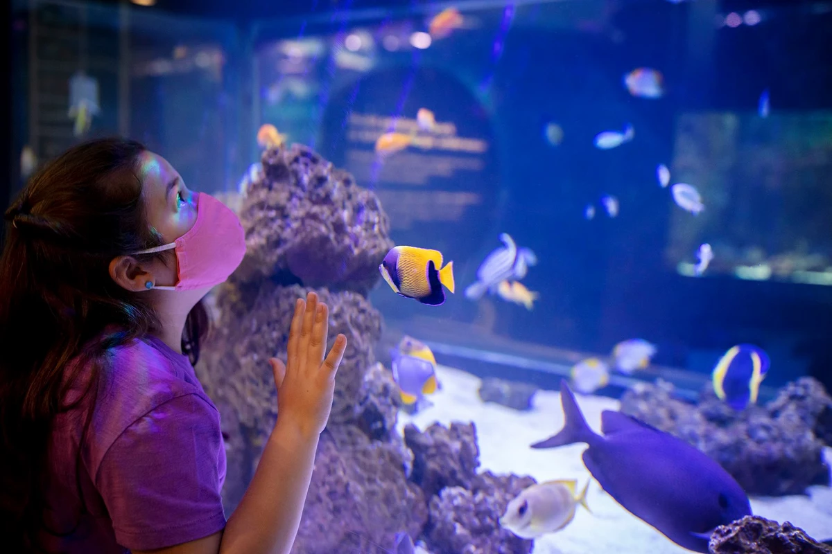 Shedd Aquarium Illinois Free Days 2025