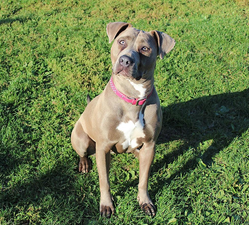 Fall In Love With This Playful and Adoptable 2-Year-Old Pup
