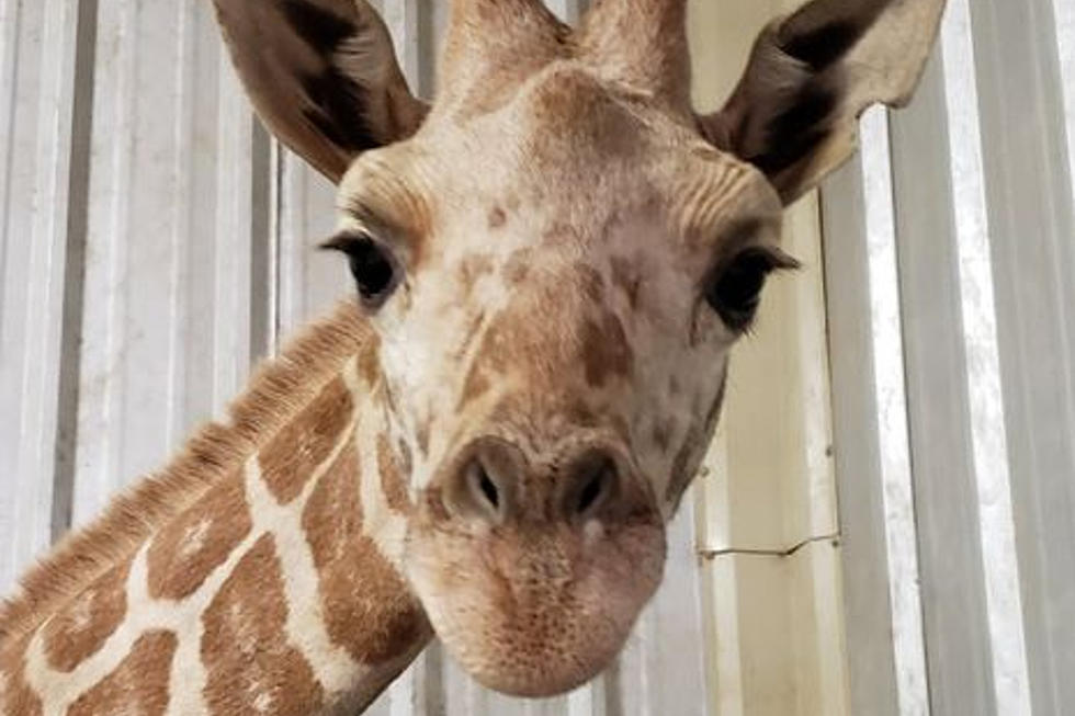 April the Giraffe&#8217;s Youngest Calf Unexpectedly Died