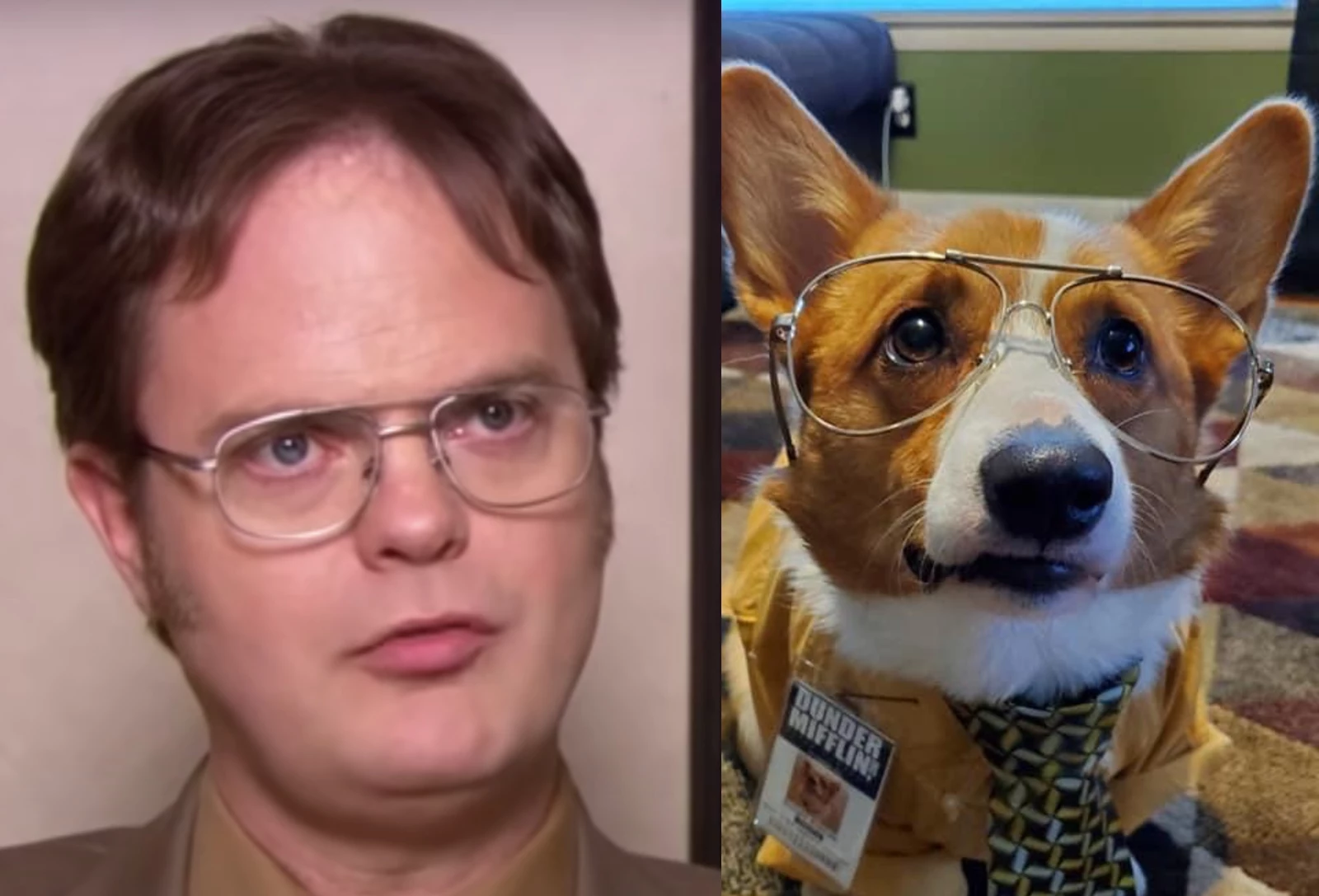 the office dog costumes