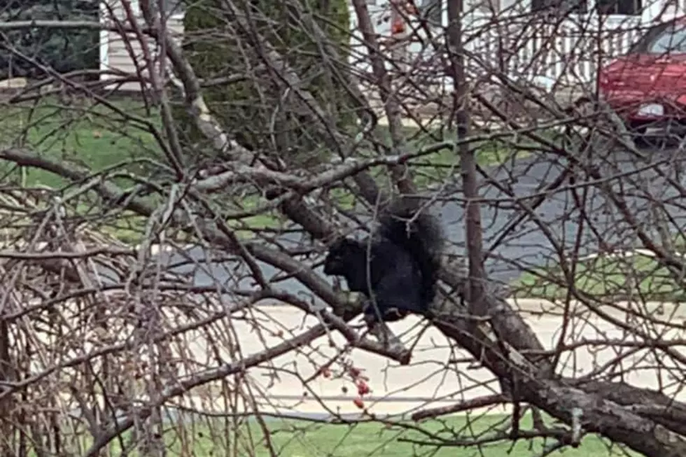 Rockford Woman Spots Rare Black Squirrel In Her Tree