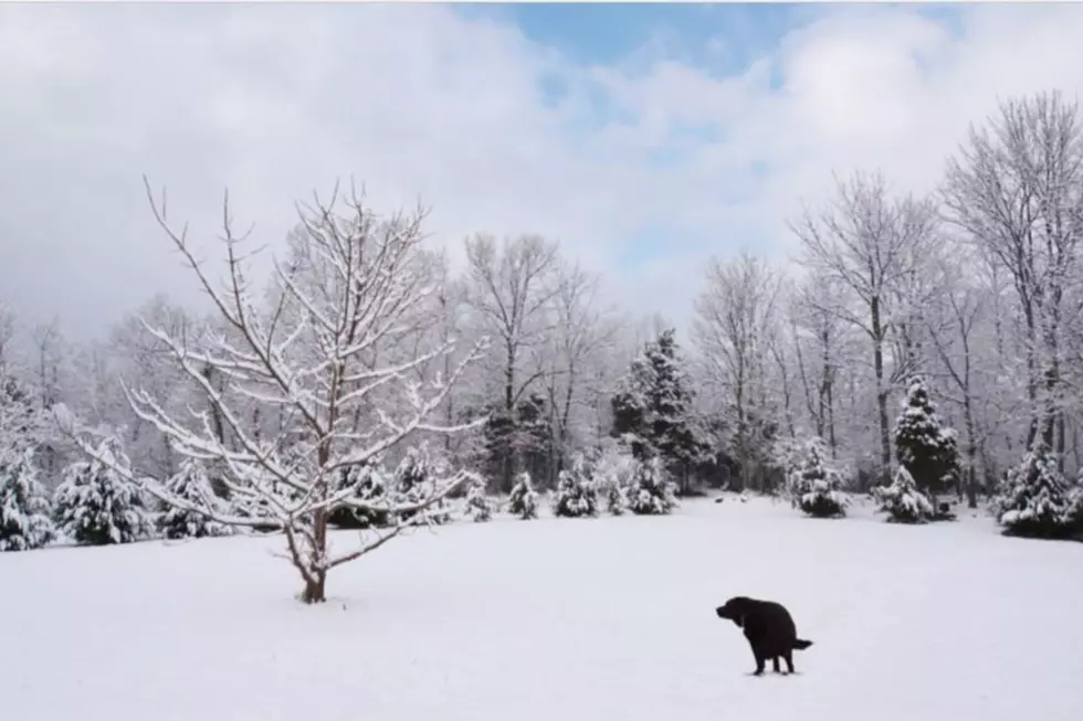 Pooping Pooches Calendar Is The Next Level Gift For 2020