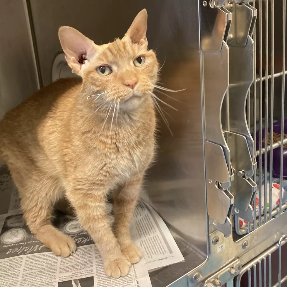 Today’s Pet of the Week Will Steal Your Star Wars-Lovin’ Heart
