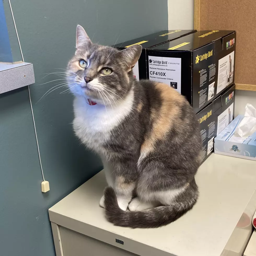 Queen of Cats Awaits New Throne at Winnebago Cty. Animal Services