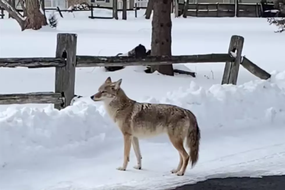 Watch Your Pets, Aggression in Coyotes Will Rise in Illinois Soon