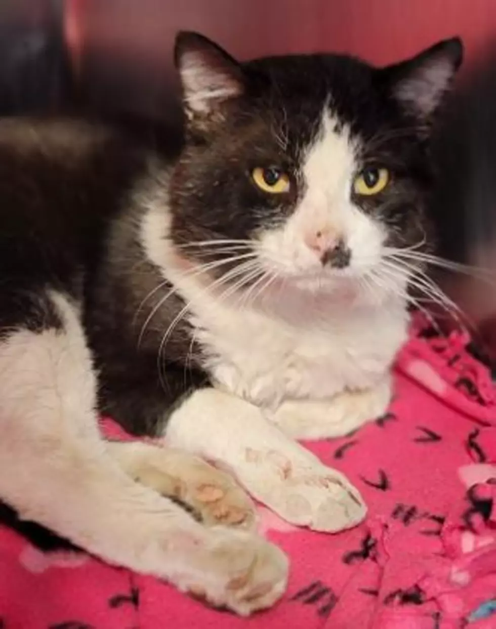 This Tough, But Sweet Cat Needs New Home to Cuddle Up In