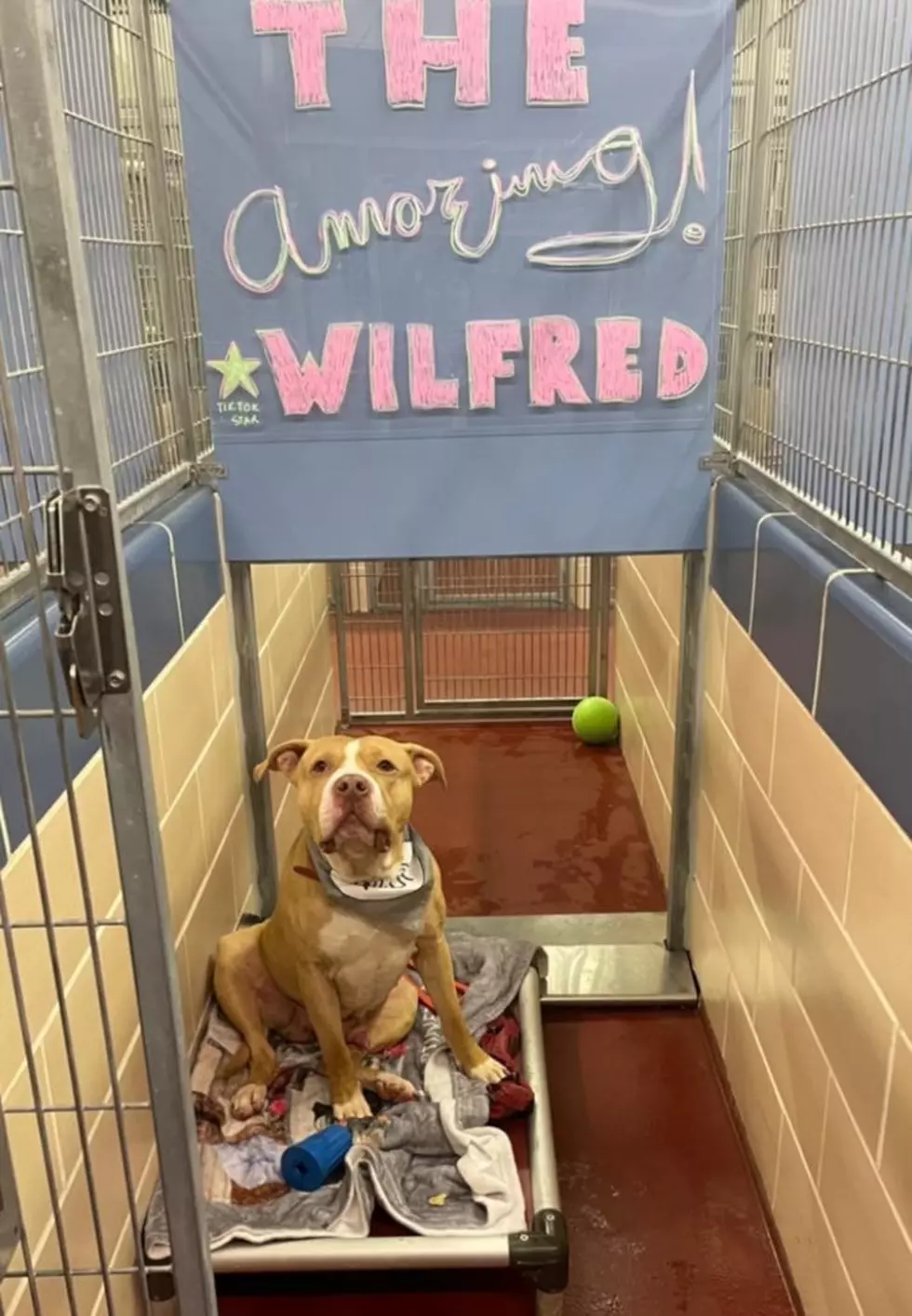 'The Amazing Wilfred' Is STILL Waiting For His Forever Home