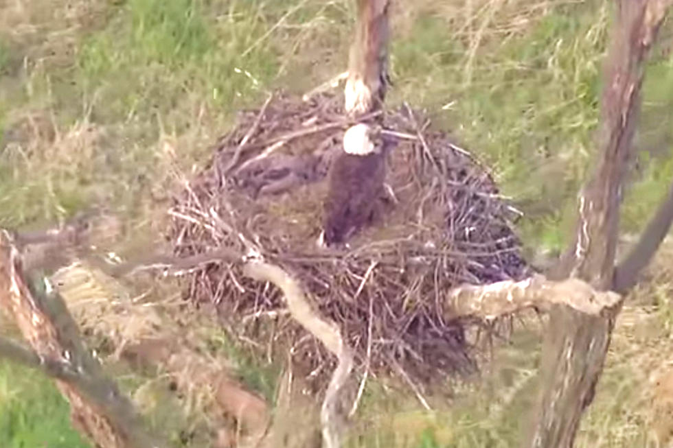 Illinois News Chopper Captures National Geographic-like View of a Bald Eagle’s Nest