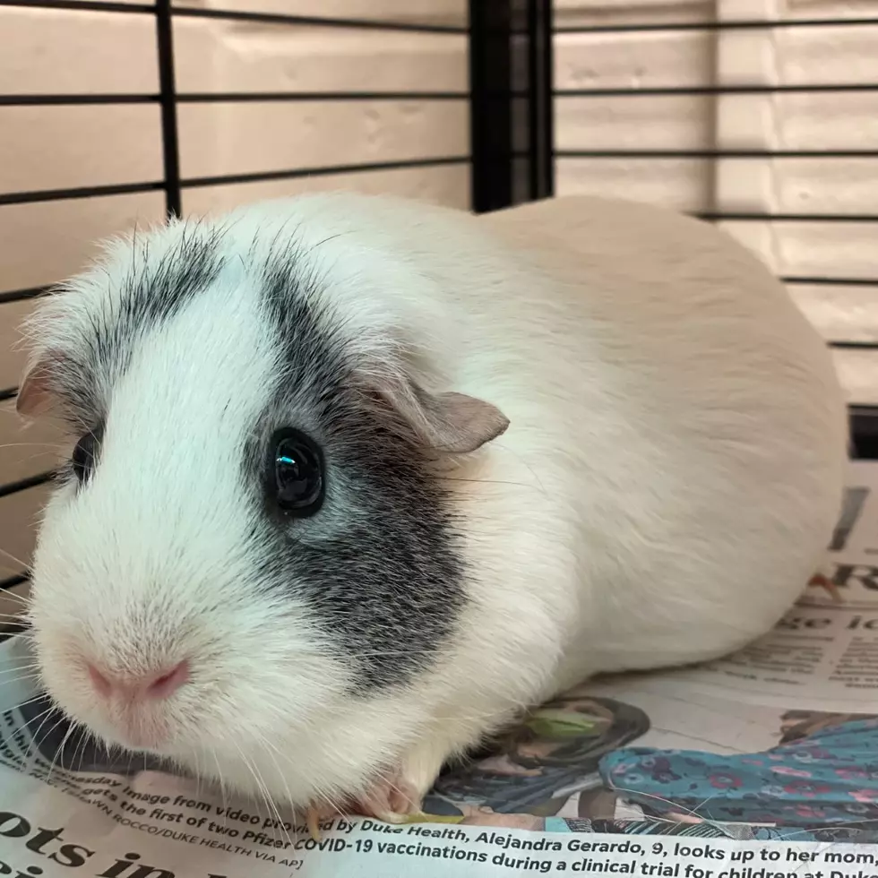 Winnebago County Animal Services