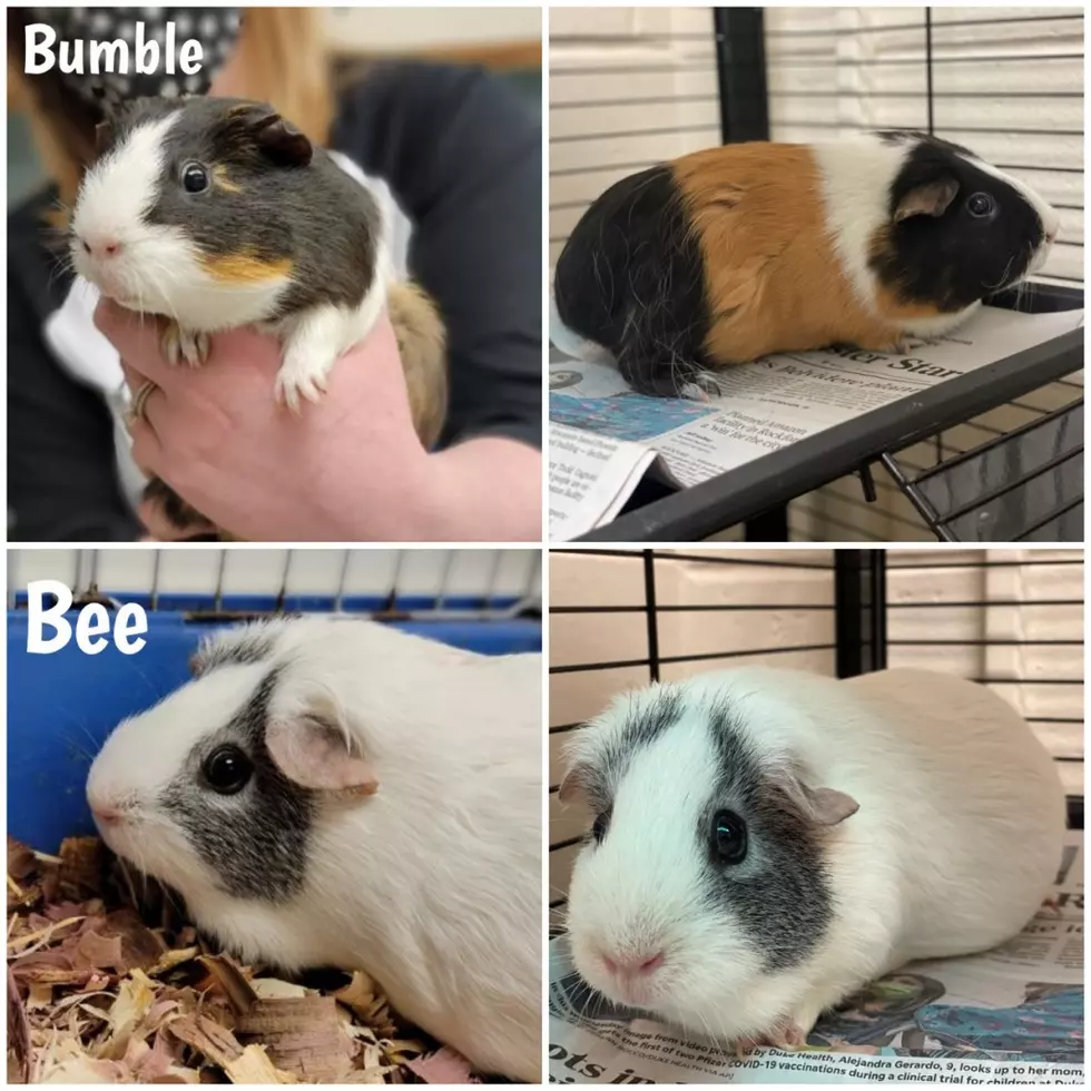 This Bonded Pair of Guinea Pigs Need A New Family to Love