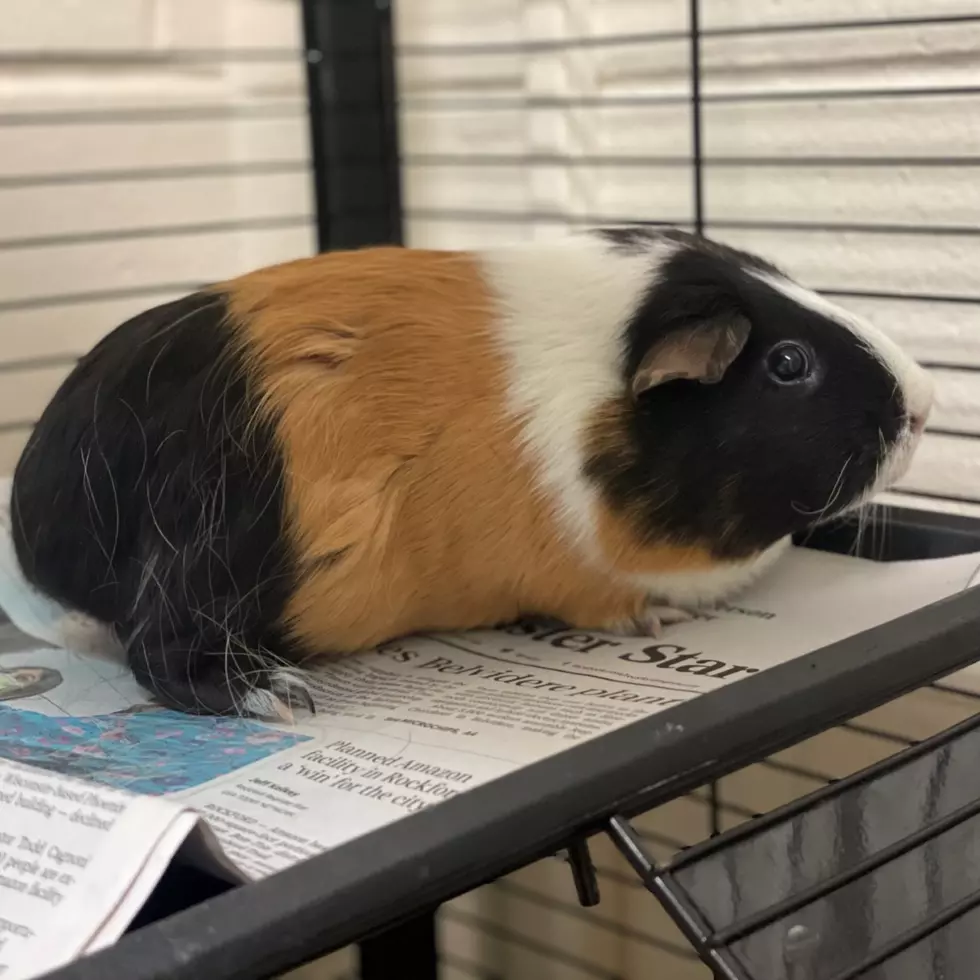 Winnebago County Animal Services