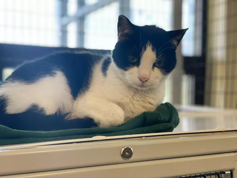 Winnebago County Animal Services