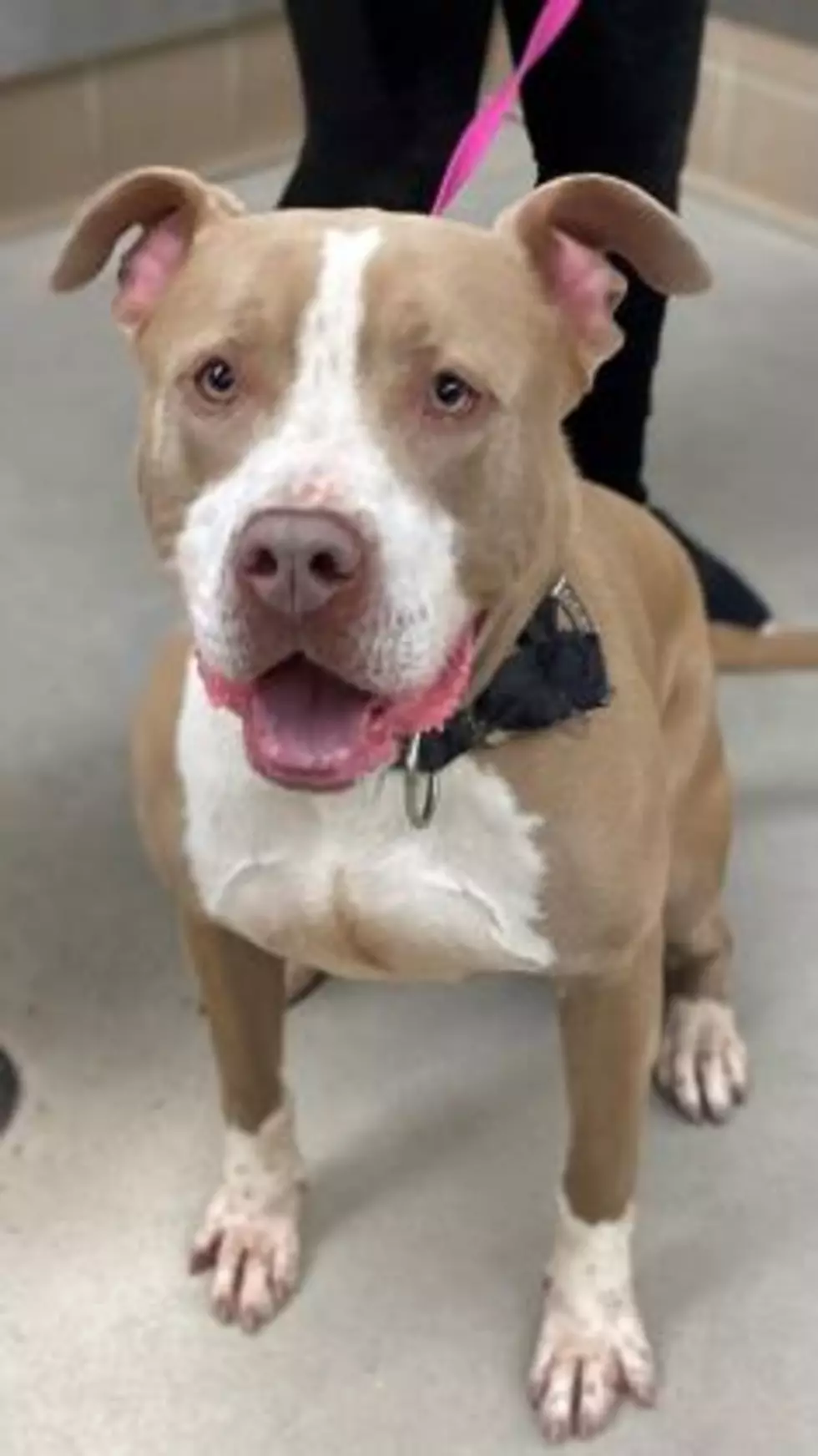 Winnebago County Animal Services