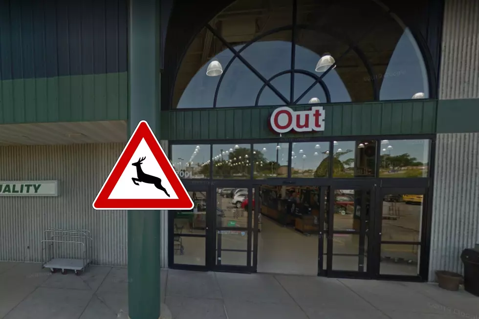 A Deer Startled Shoppers At Rockford Menards This Week While Trying to Save 11%