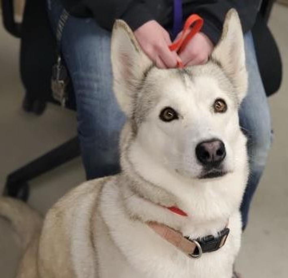 Sugar Cookie the Husky Is The Cure For Your Sweet Tooth&#8217;s Needs