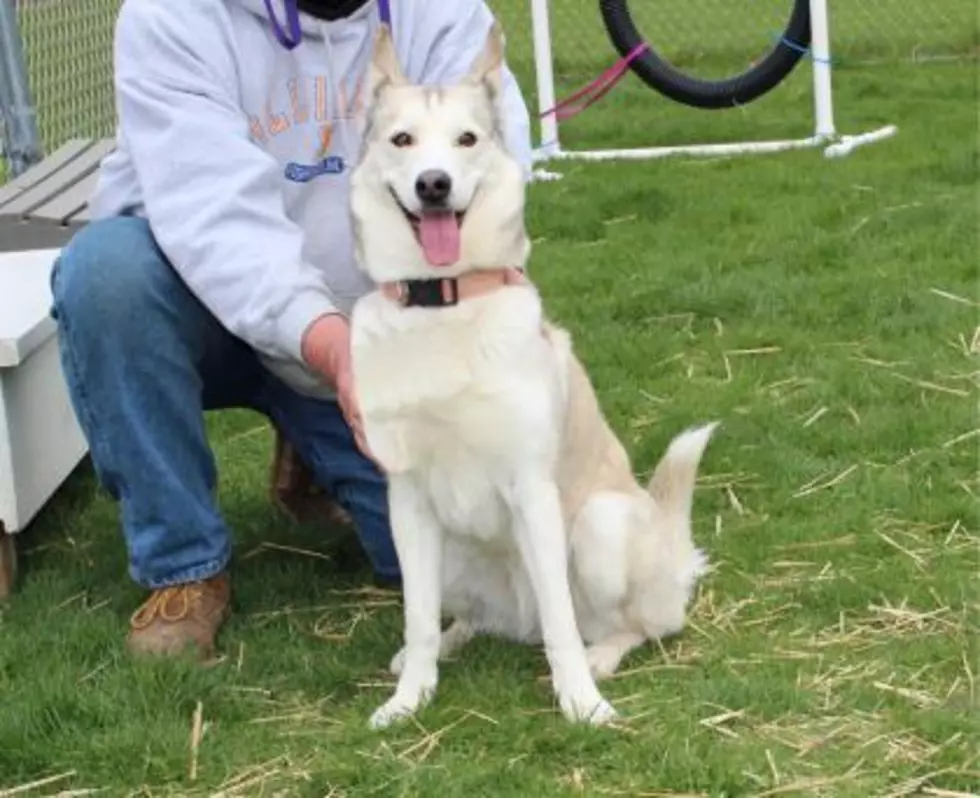 Winnebago County Animal Services