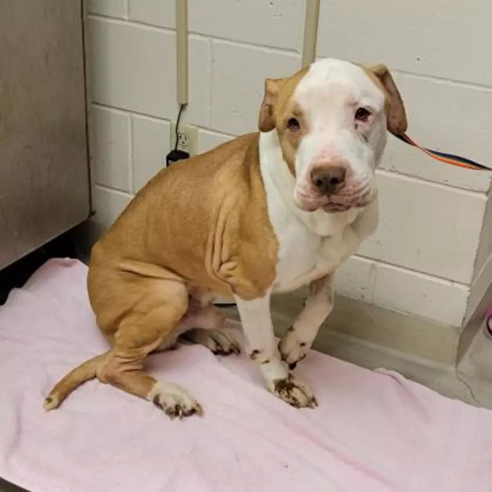 Winnebago County Animal Services