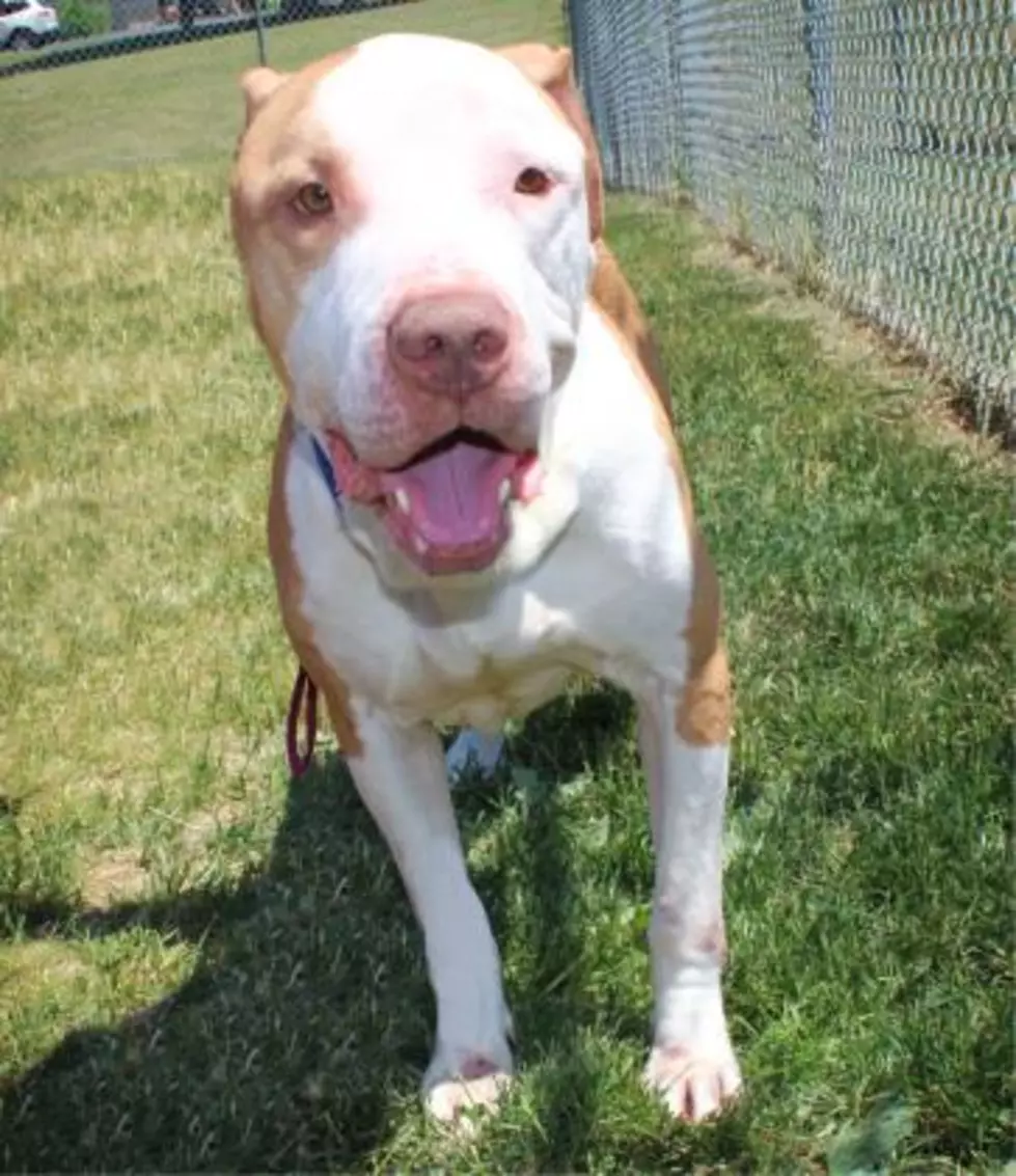 Winnebago County Animal Services