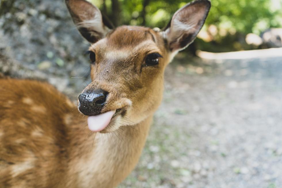 World’s Most Chill Deer Spotted Near A Family’s Pool in Byron