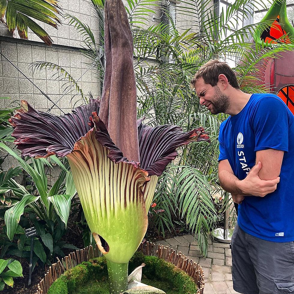 Did You Notice The Hole in Nicholas Conservatory’s Corpse Flower?
