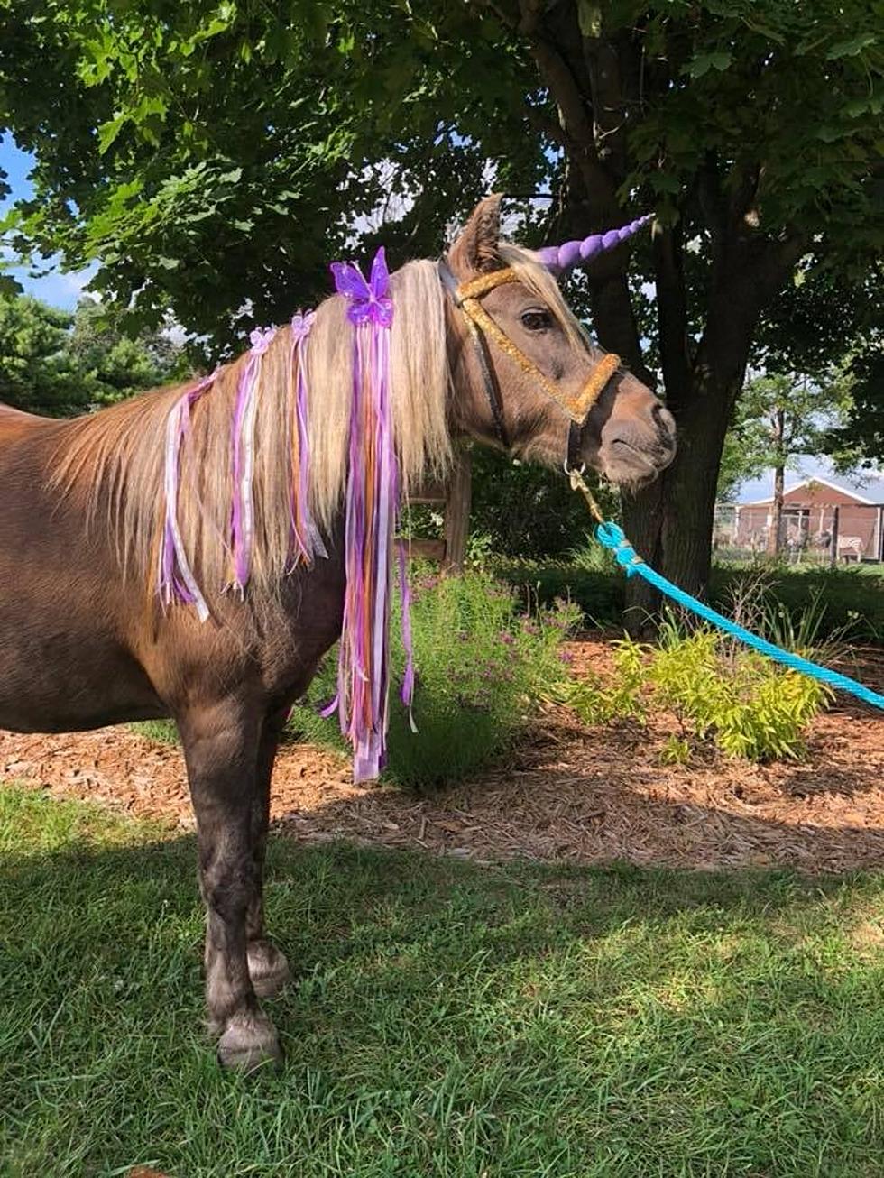 Calling All Kids! Unicorns Are Back at Belvidere&#8217;s Summerfield Zoo