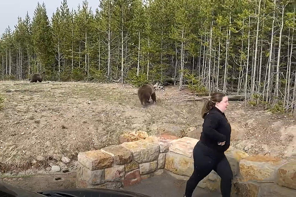 Illinois Woman Proves She Has No F’s To Give By Getting Insanely Close To Wild Bears