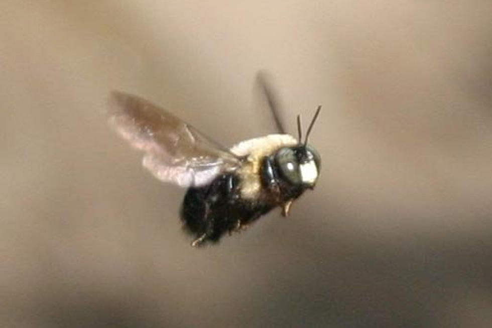 What Are These Savage Little Black Bees Buzzing Around Illinois?