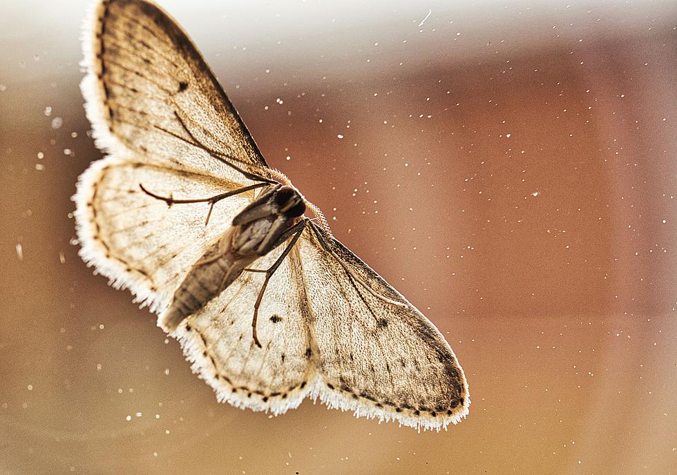 You&#8217;ll Never Find Another Gypsy Moth In Illinois But Not Because They&#8217;re Dying