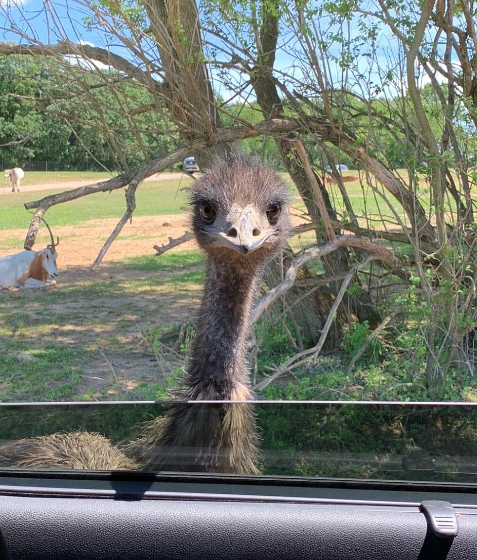 Did You Know Wisconsin Is Home to Two Different Drive-Thru Safaris?