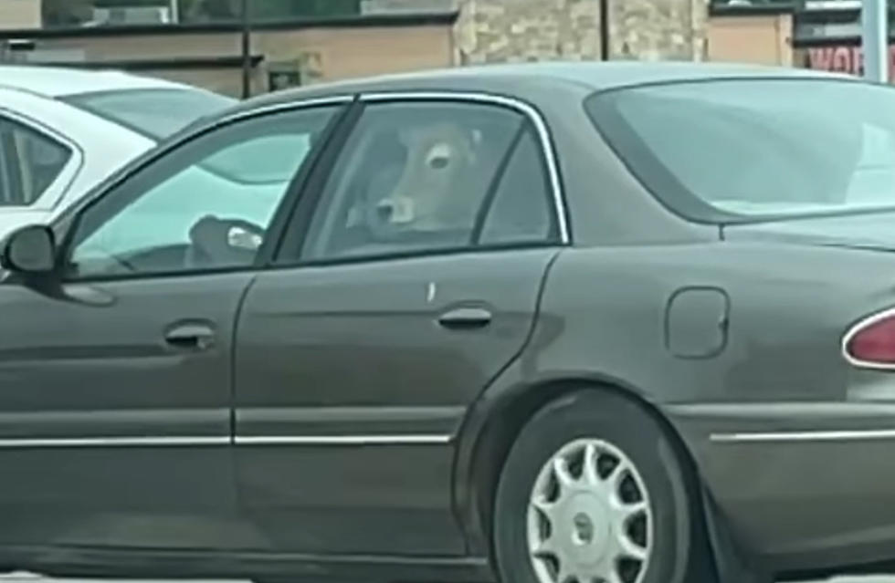 Multiple Cows Spotted in the Backseat of a Car in a Wisconsin Fast Food Drive-Thru