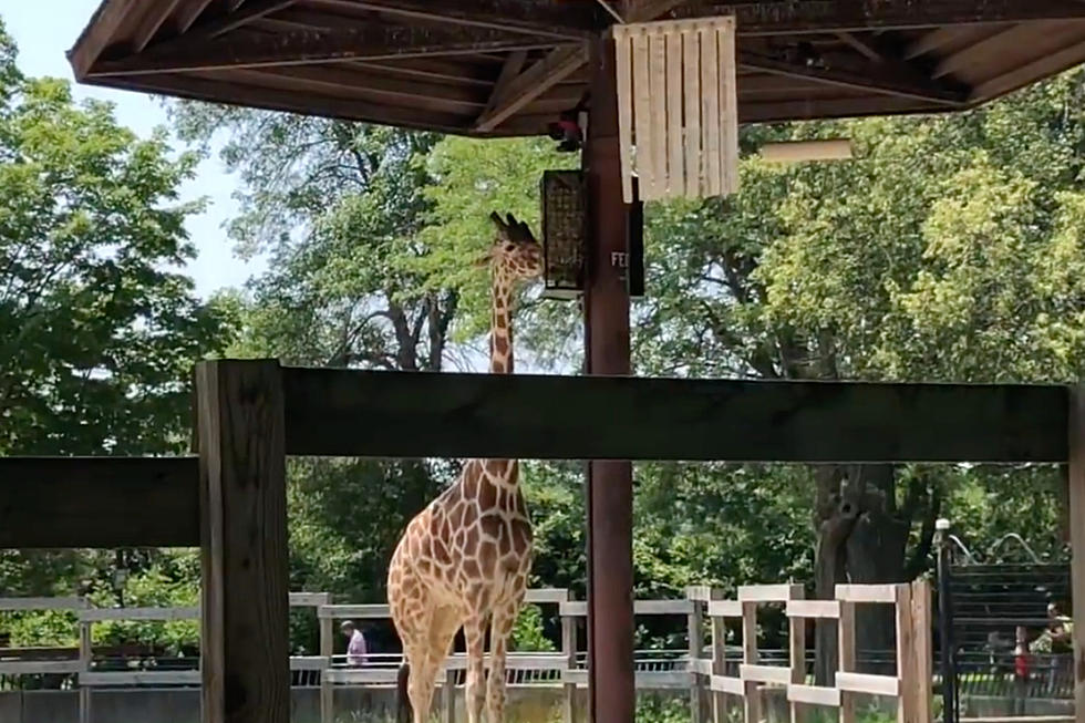 Henry Vilas Zoo Reverts to '2020' Changes As COVID-19 Cases S