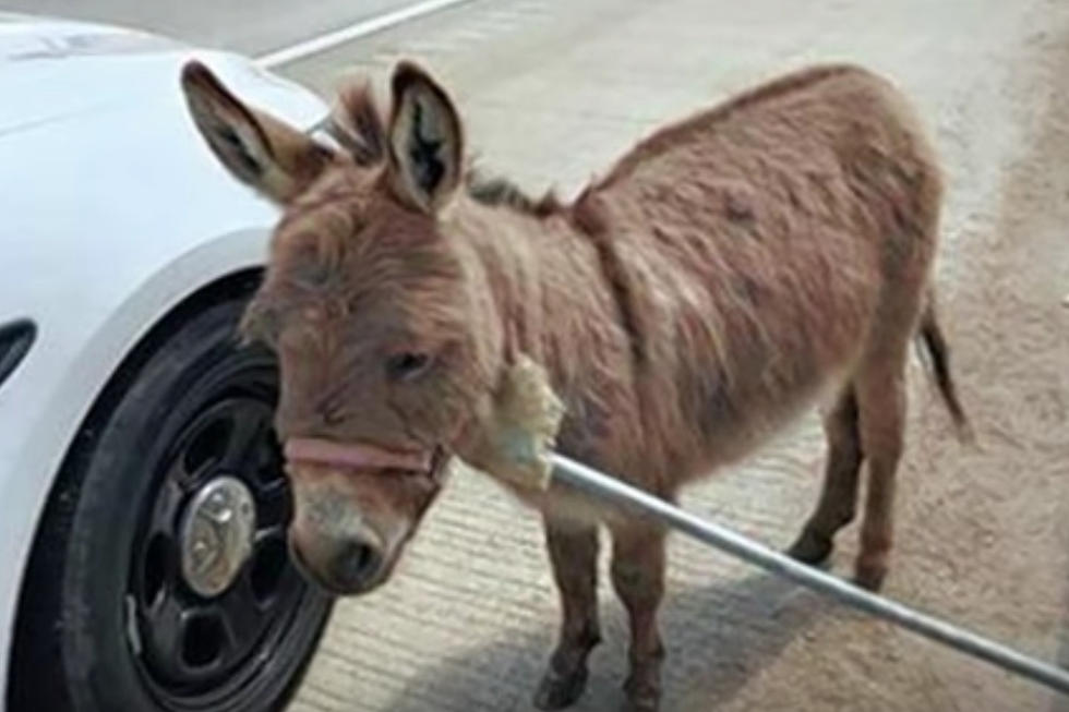 Remember When A Random Donkey Trotted Onto I-90 in Illinois?