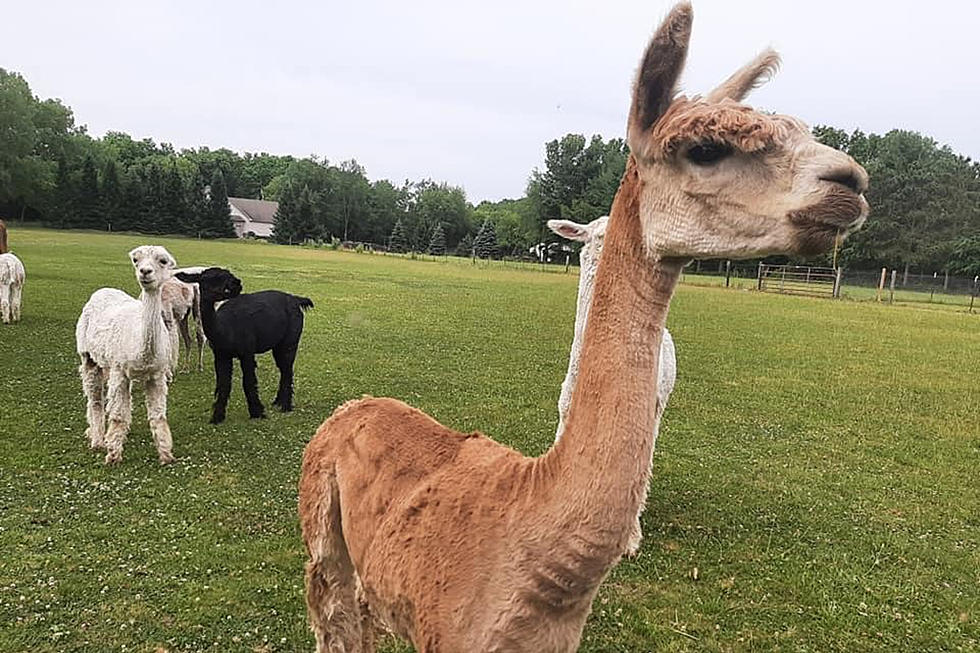 Absolutely Adorable Alpacas Are Waiting To Meet Your Family at an Illinois Farm