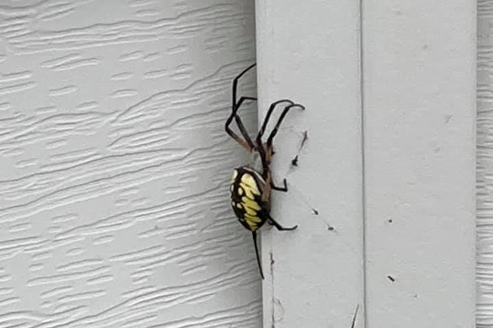 BURN IT DOWN! Illinois Homeowner Spots Satanic-Looking Spider On Their House’s Siding