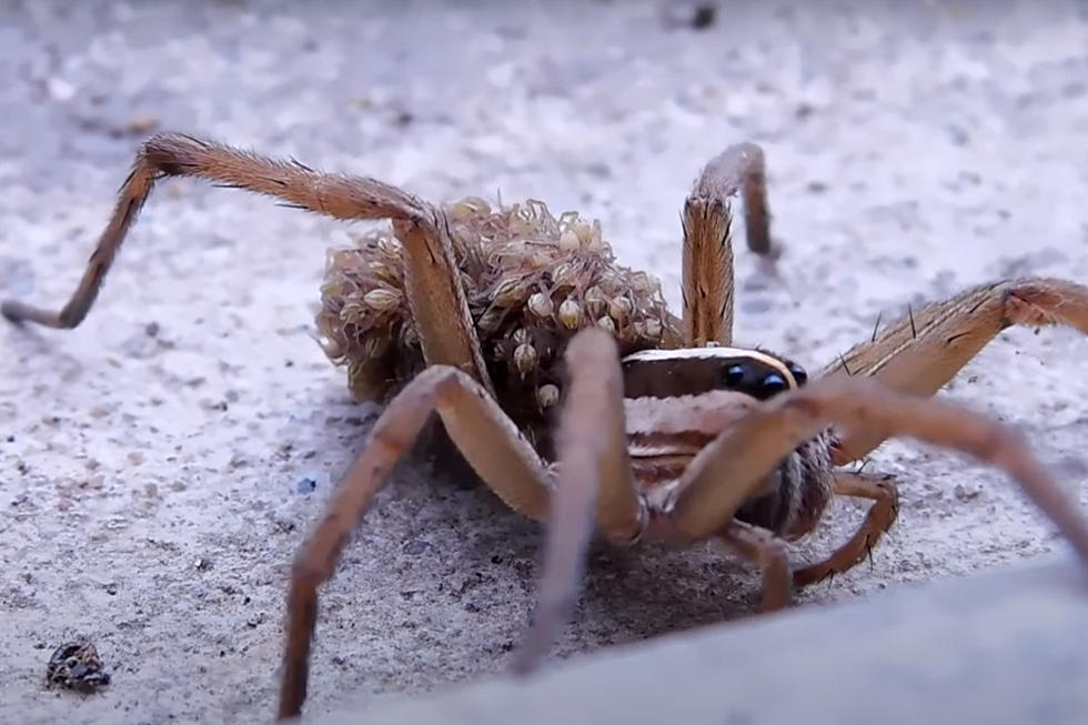 Scary 8-Eyed Wolf Spider May Sneak Into Illinois Homes This Fall