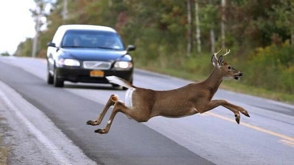 Drivers Beware! Deer Are Frisky and Mating Now In Illinois