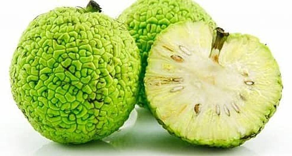 Why You Should Be Buying Hedge Apples at Illinois Orchards This Year