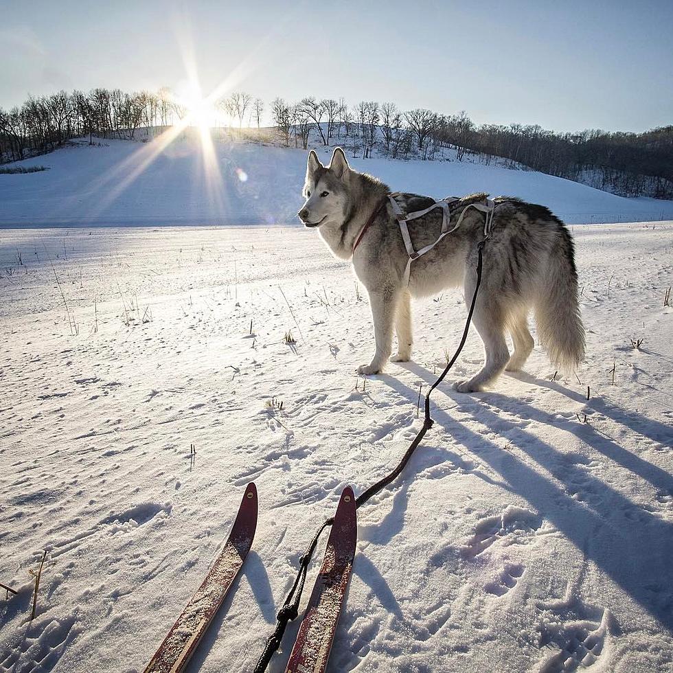 Who Knew Your Dog Could Enjoy a Day in the Ski Parks of WI Too?