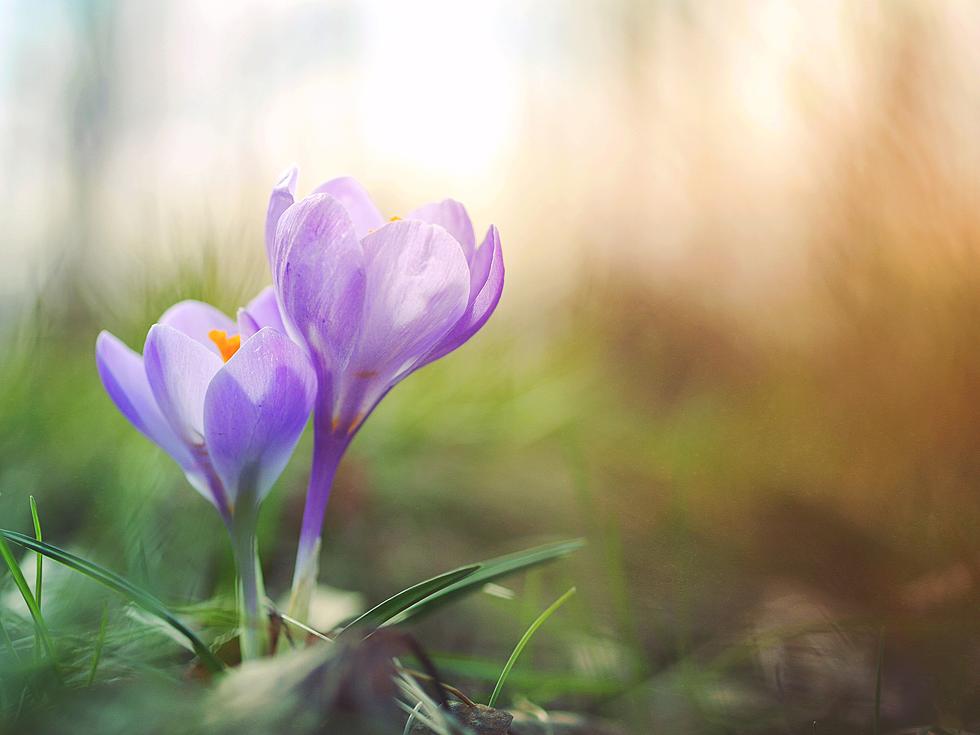 The 6 Stages of Spring According to Every Illinois Resident