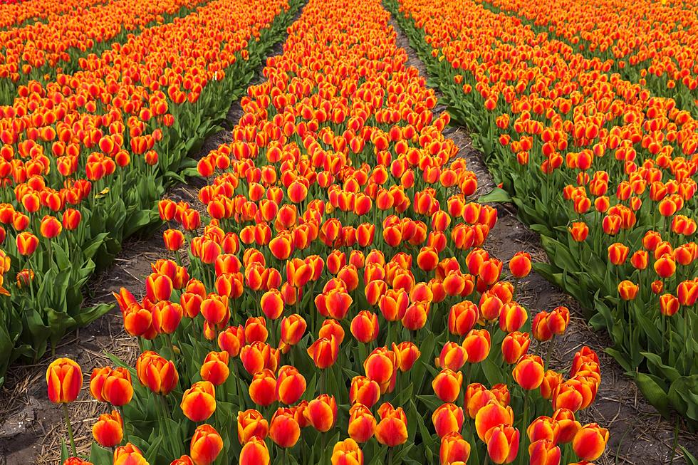 Immerse Yourself in Beauty at This Illinois Farm's New Tulip Fest