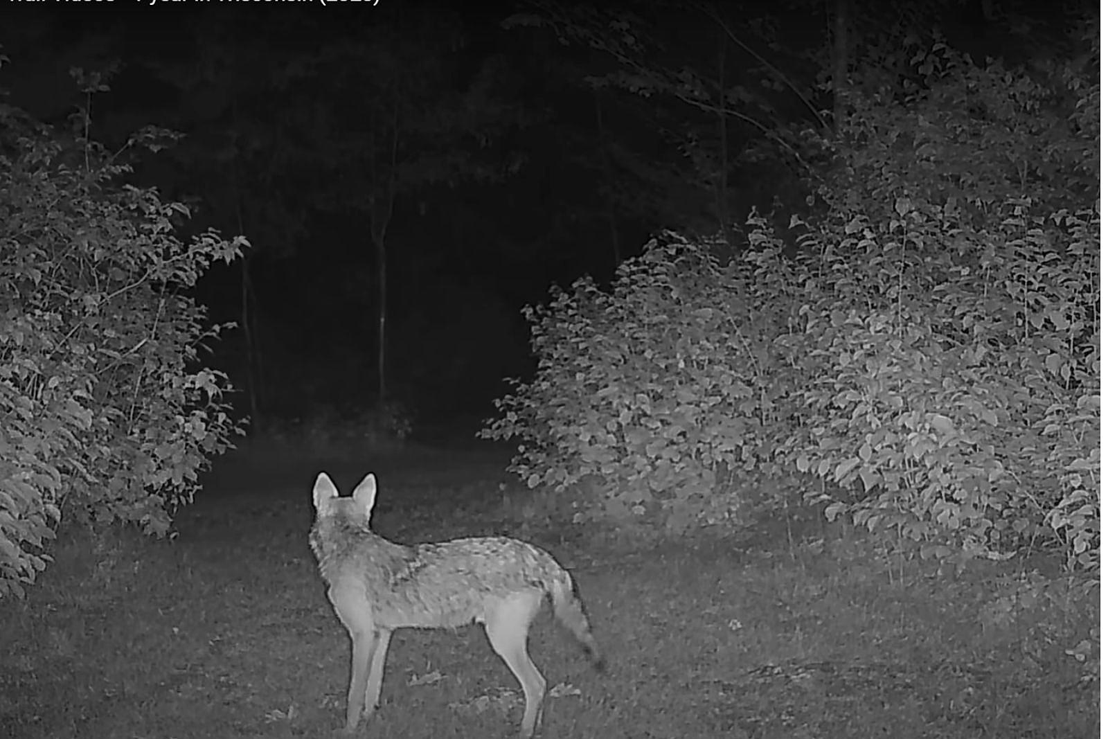 Terrifying Wisconsin Trail Cam Footage